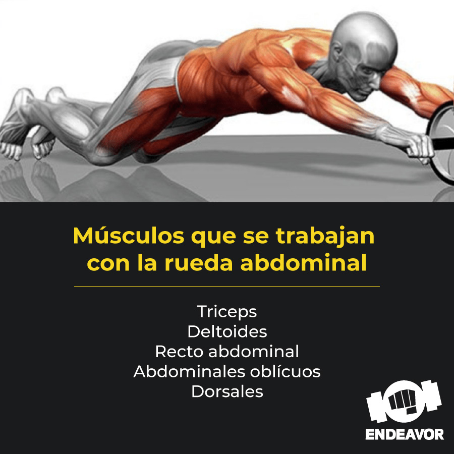 Set 5 en 1 rueda abdominal doble y accesorios - ENDEAVOR - Imagen 7